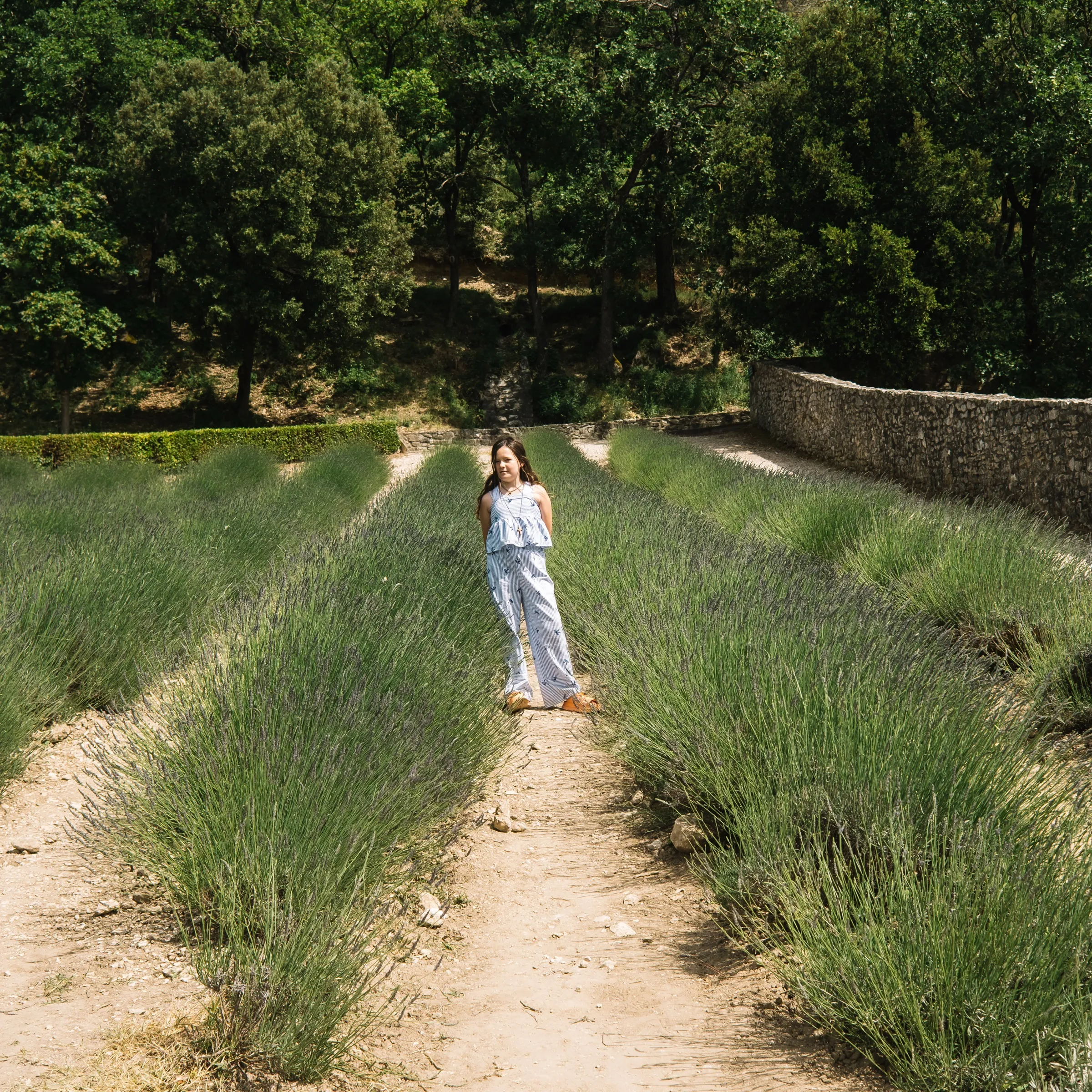 Provence field guide cover