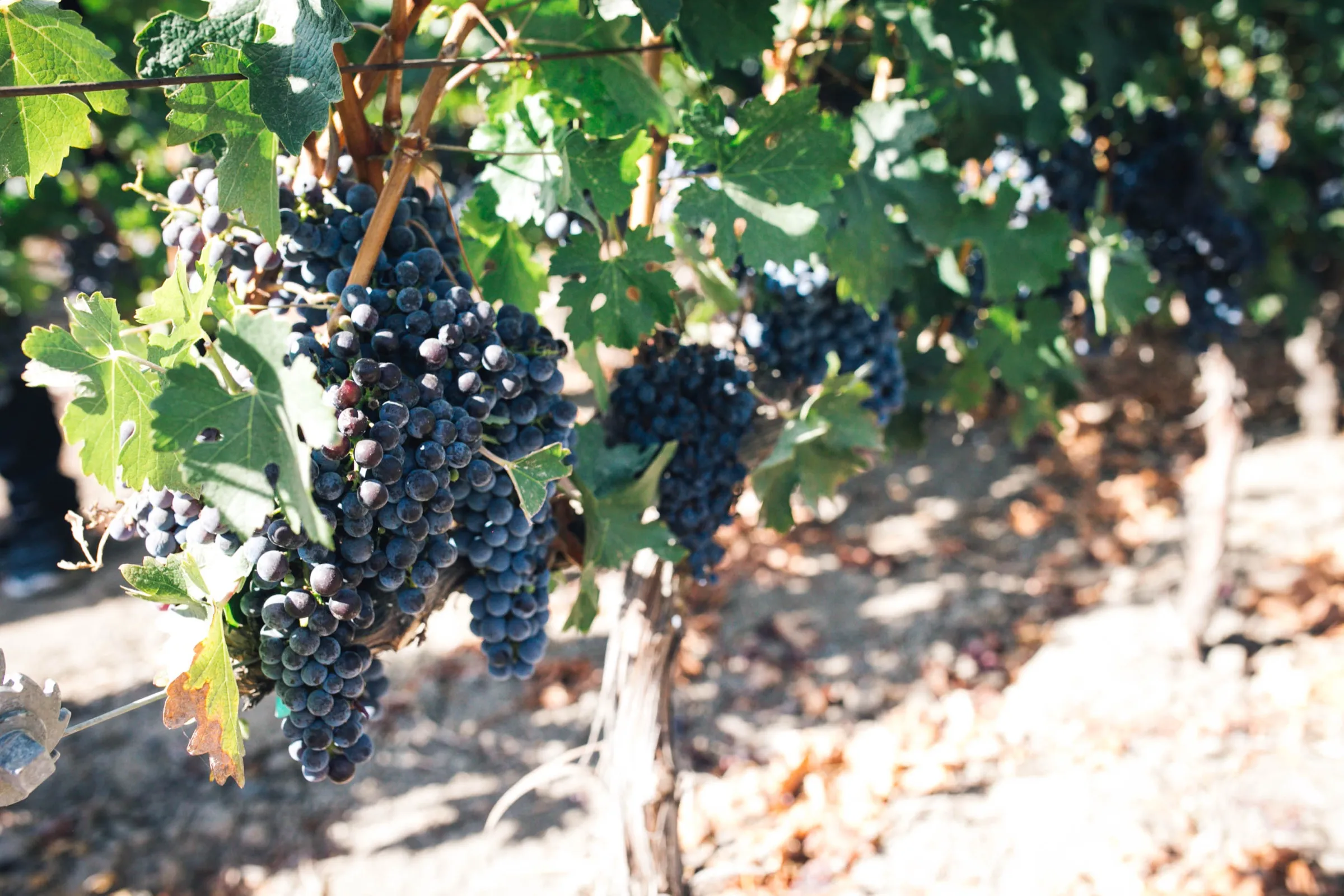 Napa — frame 3