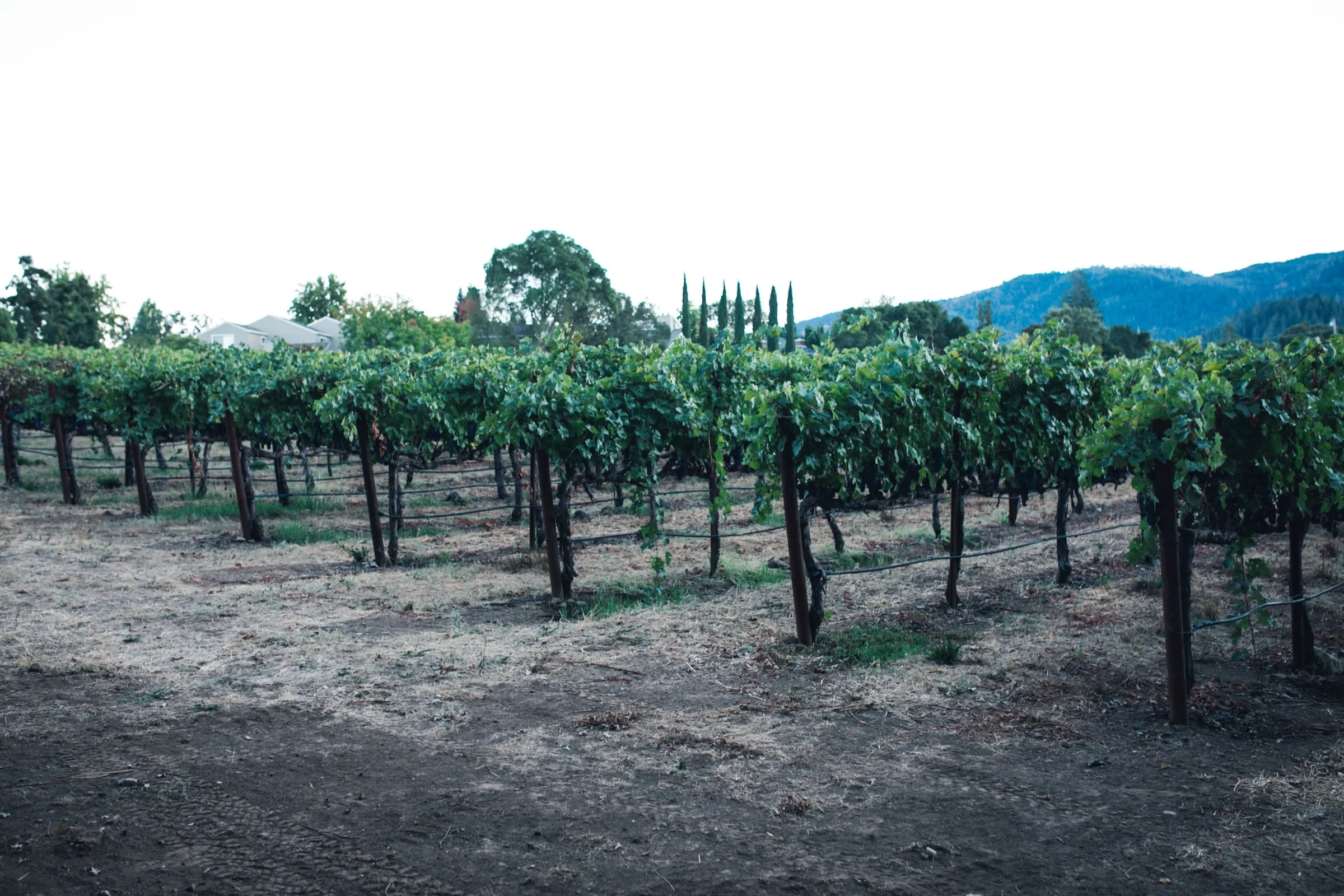 Napa, California, USA — frame 2