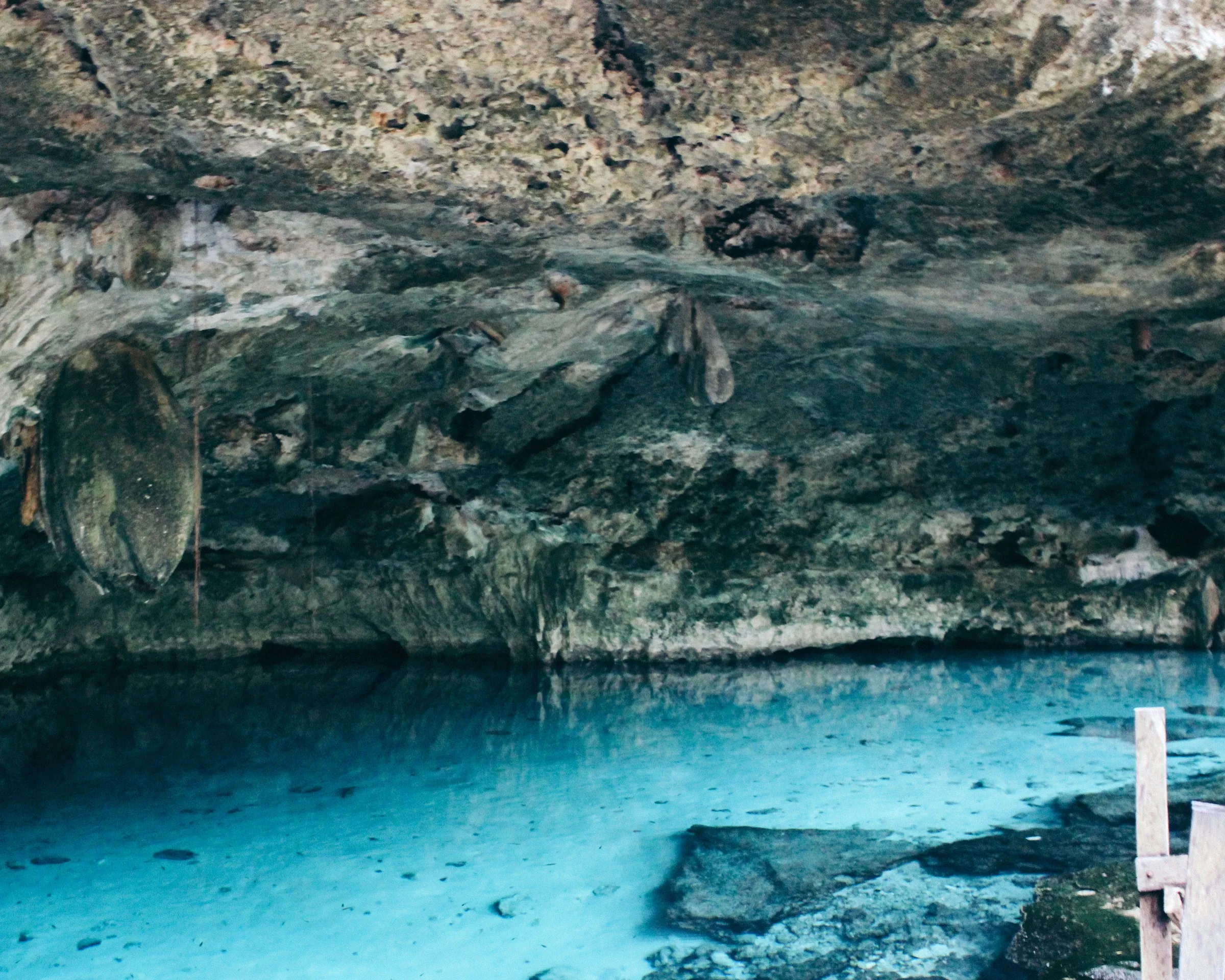 Akumal & Tulum field guide