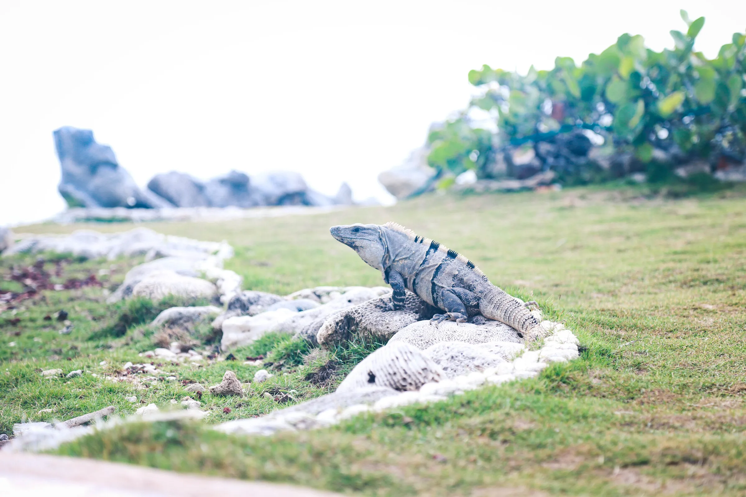 An iguana on the grass among the Tulum ruins, the Caribbean behind